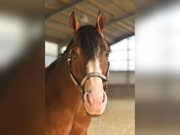 American Quarter Horse Hengst 11 Jahre 153 cm Dunkelbrauner in Geilenkirchen
