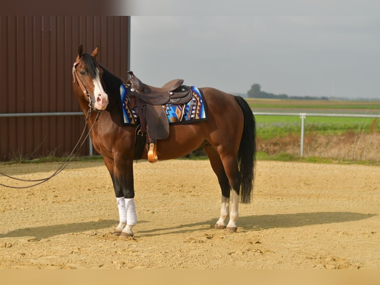 American Quarter Horse Hengst 11 Jahre 153 cm Dunkelbrauner in Geilenkirchen