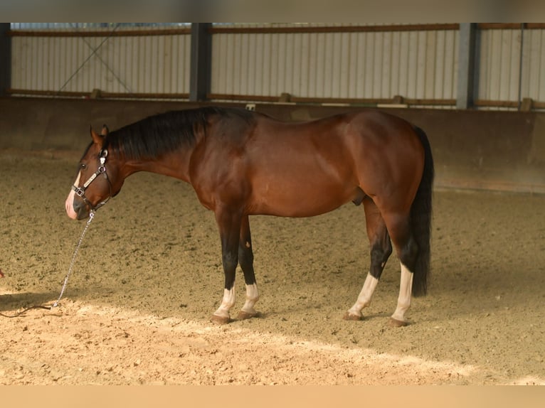 American Quarter Horse Hengst 11 Jahre 153 cm Dunkelbrauner in Geilenkirchen