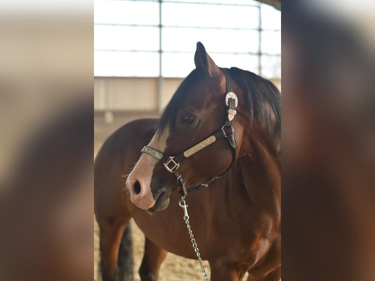 American Quarter Horse Hengst 11 Jahre 153 cm Dunkelbrauner in Geilenkirchen
