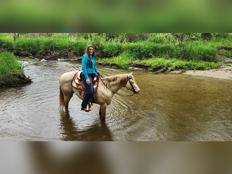 American Quarter Horse Hengst 11 Jahre 155 cm Perlino in Camden, MI