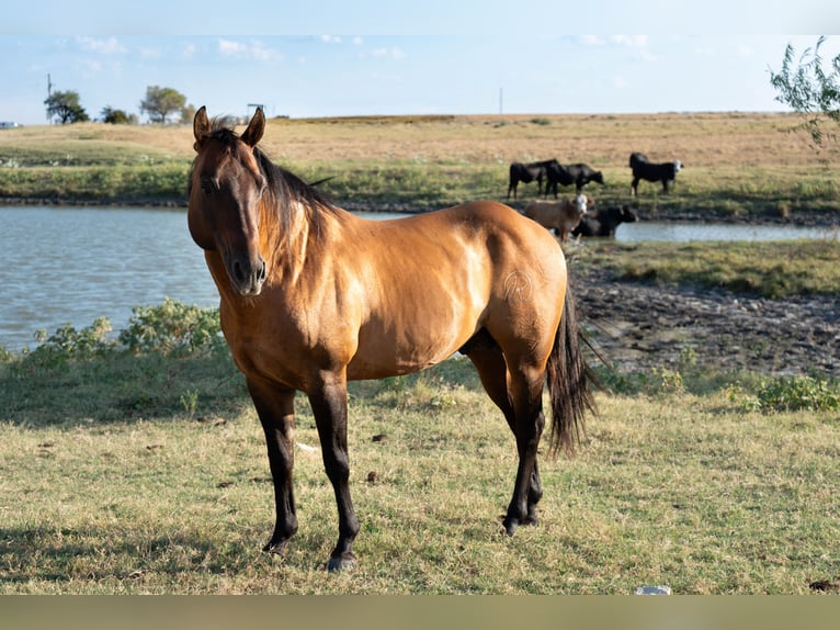 American Quarter Horse Hengst 11 Jahre Falbe in Stephenville