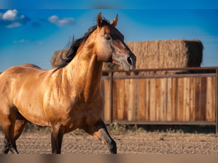 American Quarter Horse Hengst 11 Jahre Falbe in Stephenville
