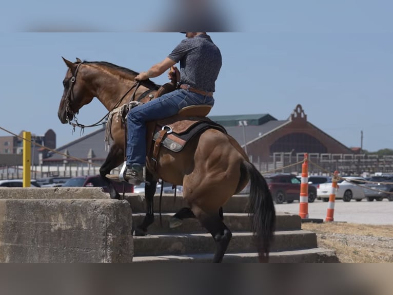 American Quarter Horse Hengst 11 Jahre Falbe in Stephenville