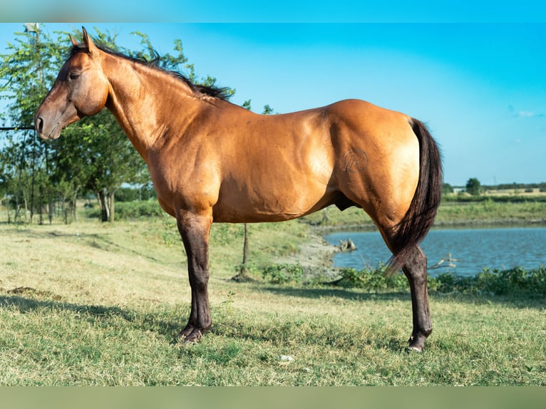 American Quarter Horse Hengst 11 Jahre Falbe in Stephenville