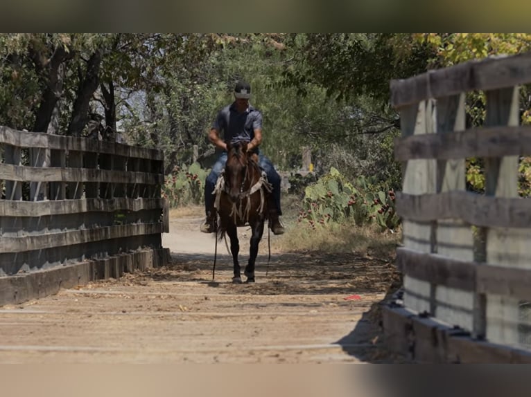 American Quarter Horse Hengst 11 Jahre Falbe in Stephenville