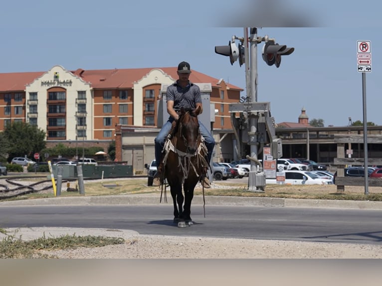 American Quarter Horse Hengst 11 Jahre Falbe in Stephenville