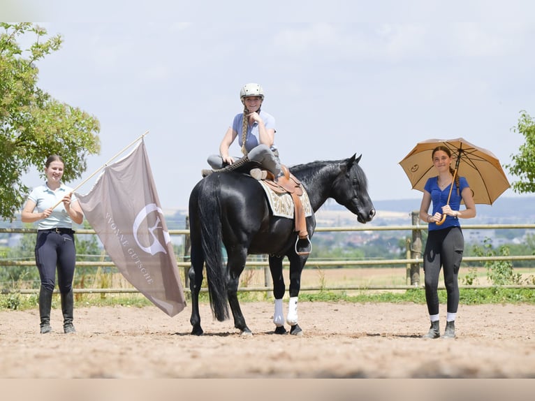 American Quarter Horse Hengst 12 Jaar 154 cm Zwart in Bad Wimpfen