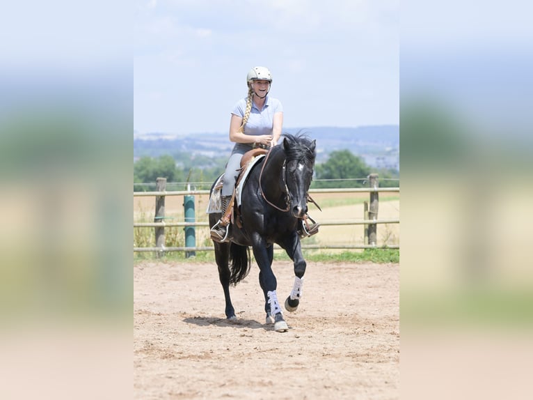 American Quarter Horse Hengst 12 Jaar 154 cm Zwart in Bad Wimpfen