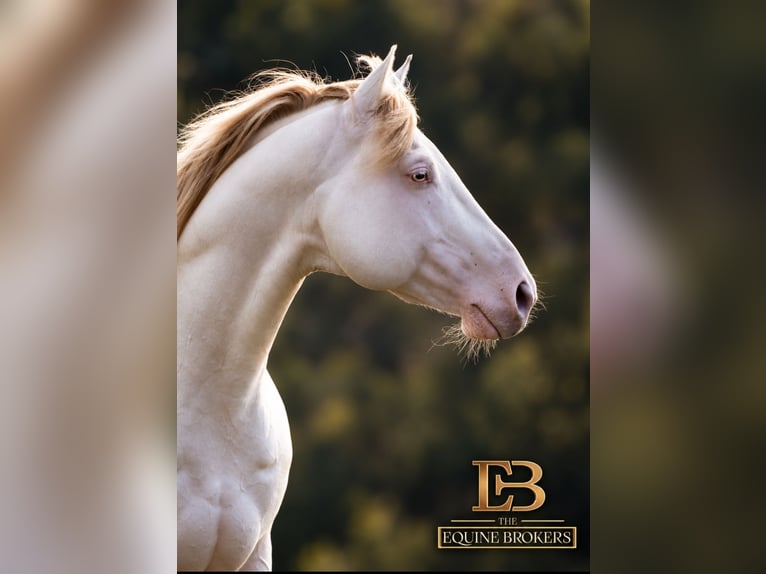 American Quarter Horse Hengst 12 Jahre 150 cm Champagne in Steinsberg