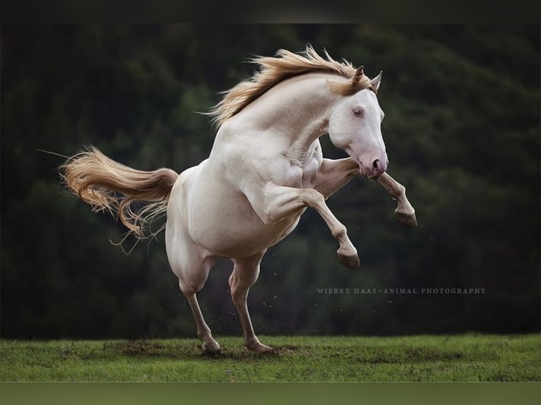 American Quarter Horse Hengst 12 Jahre 152 cm Champagne in Weinähr
