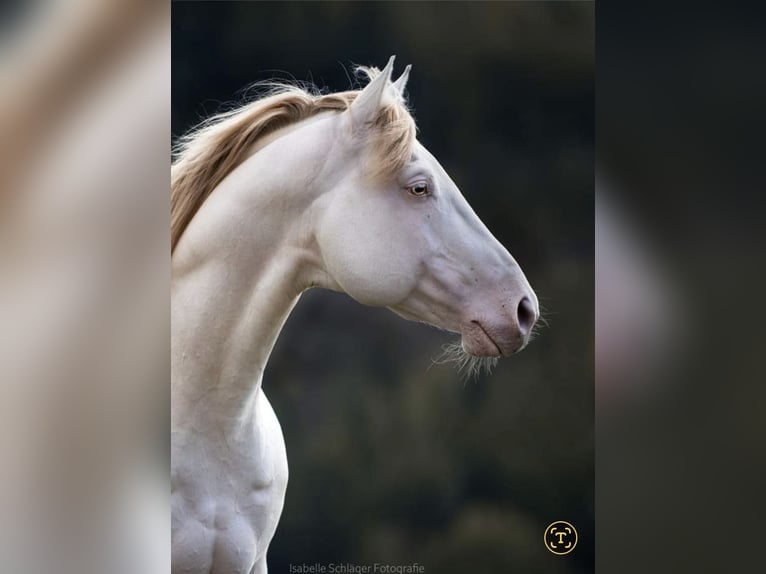 American Quarter Horse Hengst 12 Jahre 152 cm Champagne in Weinähr