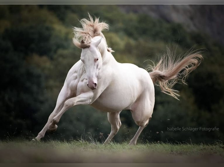 American Quarter Horse Hengst 12 Jahre 152 cm Champagne in Weinähr