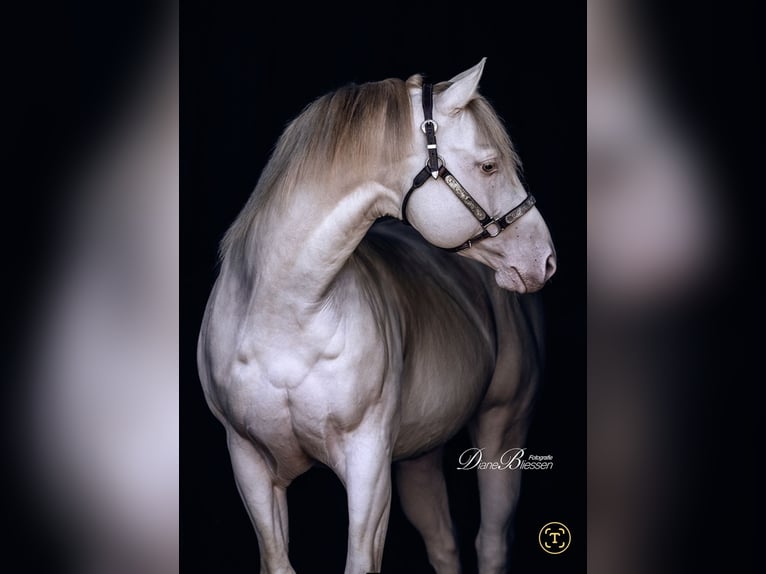 American Quarter Horse Hengst 12 Jahre 152 cm Champagne in Weinähr