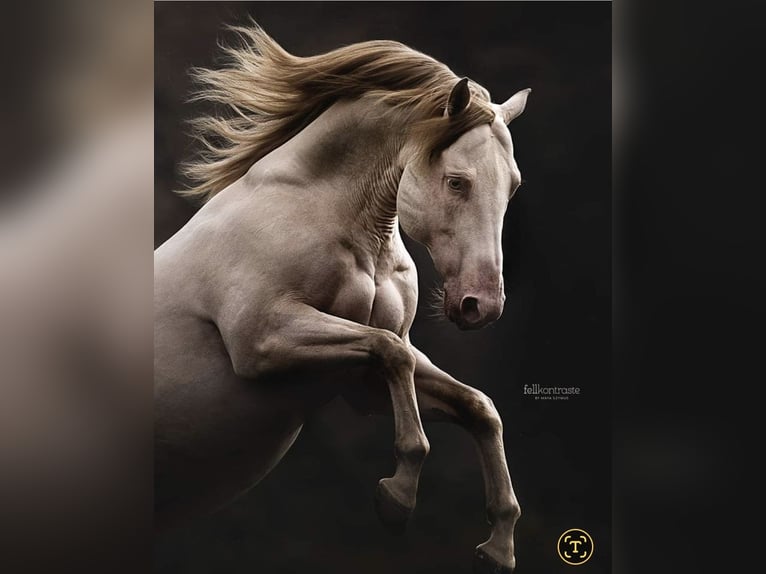 American Quarter Horse Hengst 12 Jahre 152 cm Champagne in Weinähr