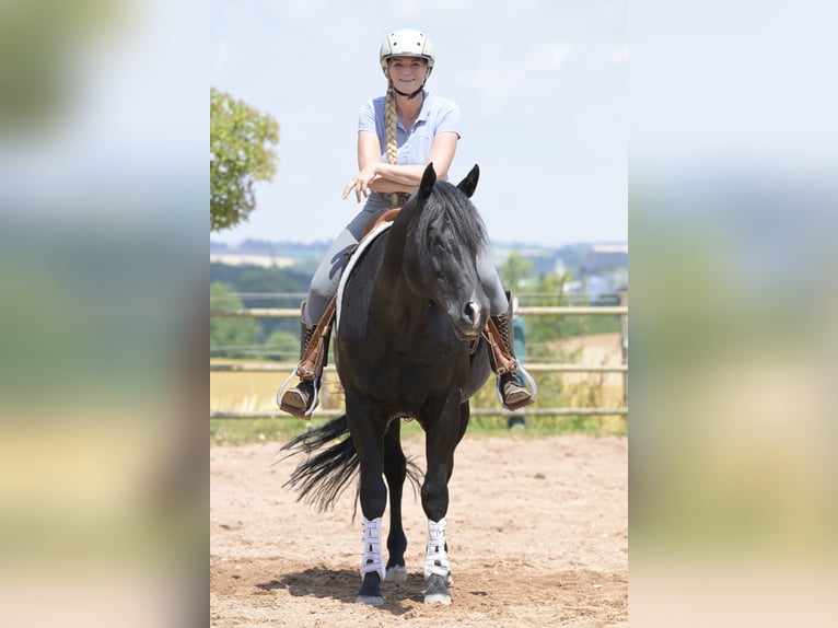 American Quarter Horse Hengst 12 Jahre 154 cm Rappe in Bad Wimpfen