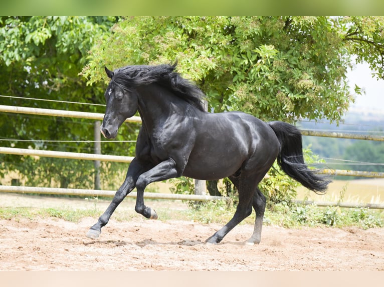 American Quarter Horse Hengst 12 Jahre 154 cm Rappe in Bad Wimpfen