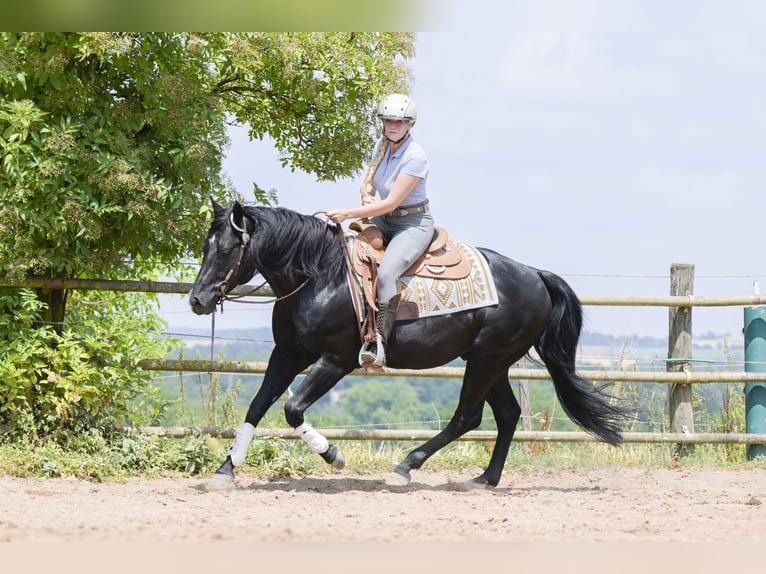 American Quarter Horse Hengst 12 Jahre 154 cm Rappe in Bad Wimpfen