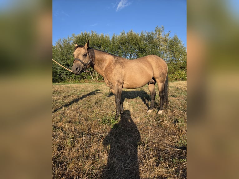 American Quarter Horse Hengst 13 Jaar 146 cm Buckskin in Reyersviller