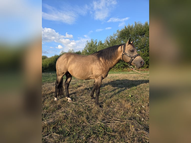 American Quarter Horse Hengst 13 Jaar 146 cm Buckskin in Reyersviller