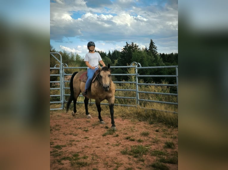 American Quarter Horse Hengst 13 Jahre 146 cm Buckskin in Reyersviller