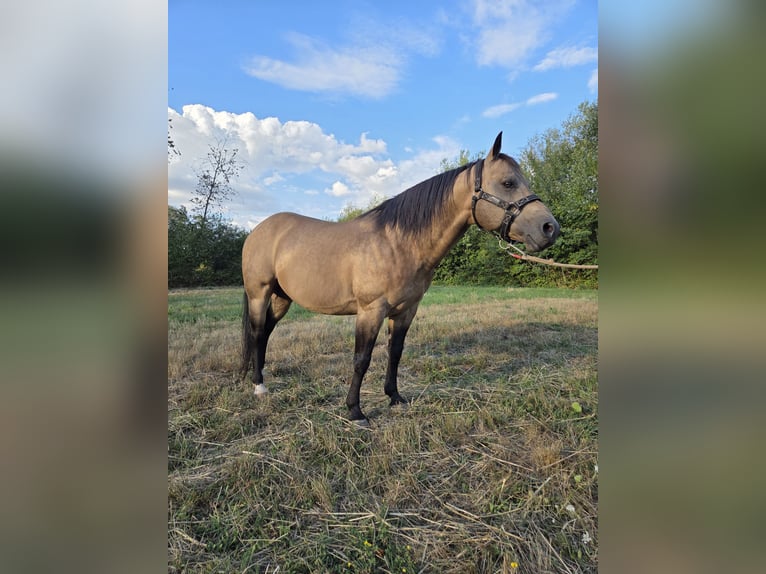 American Quarter Horse Hengst 13 Jahre 146 cm Buckskin in Reyersviller