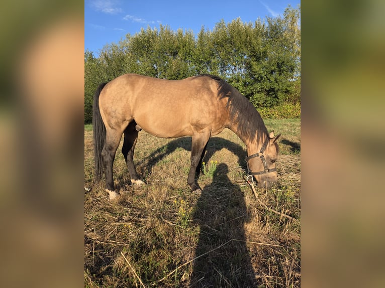 American Quarter Horse Hengst 13 Jahre 146 cm Buckskin in Reyersviller