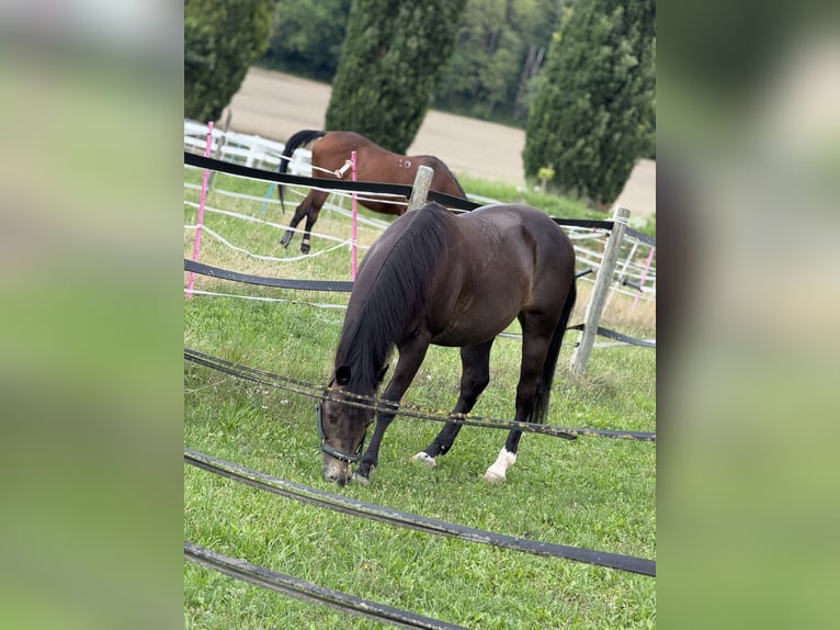 American Quarter Horse Hengst 13 Jahre 148 cm Dunkelbrauner in Delligsen