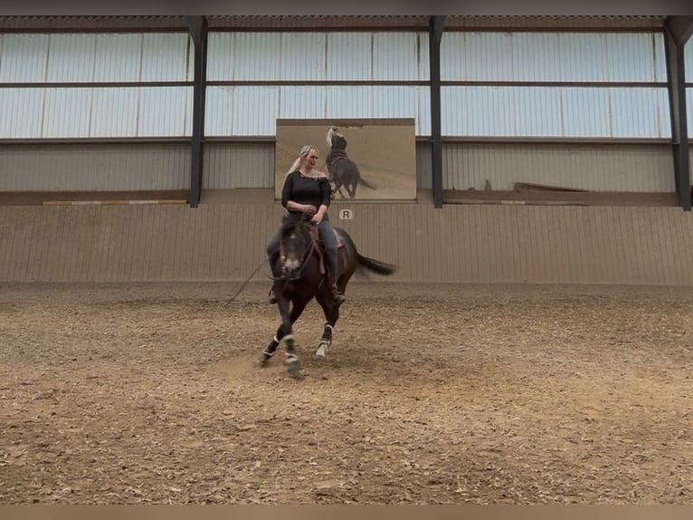 American Quarter Horse Hengst 13 Jahre 148 cm Dunkelbrauner in Delligsen