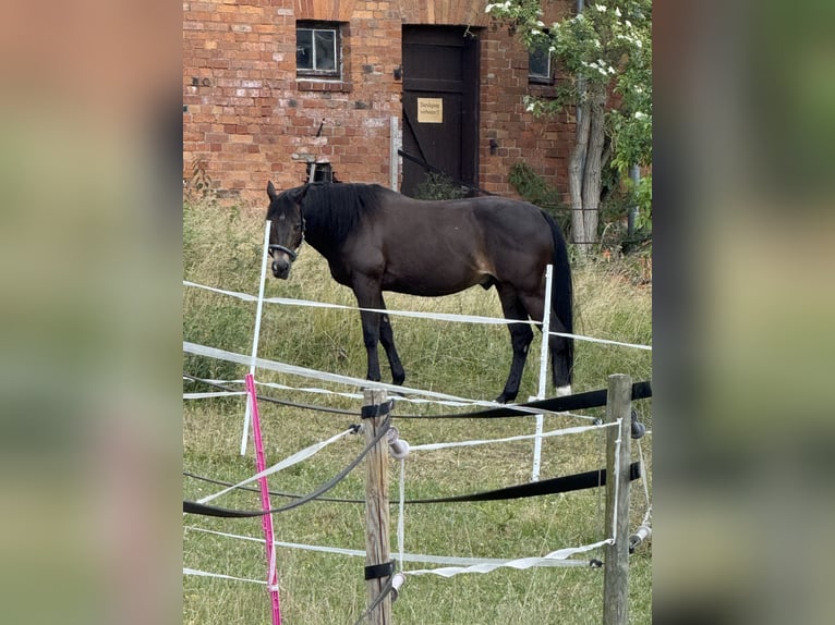 American Quarter Horse Hengst 13 Jahre 148 cm Dunkelbrauner in Delligsen