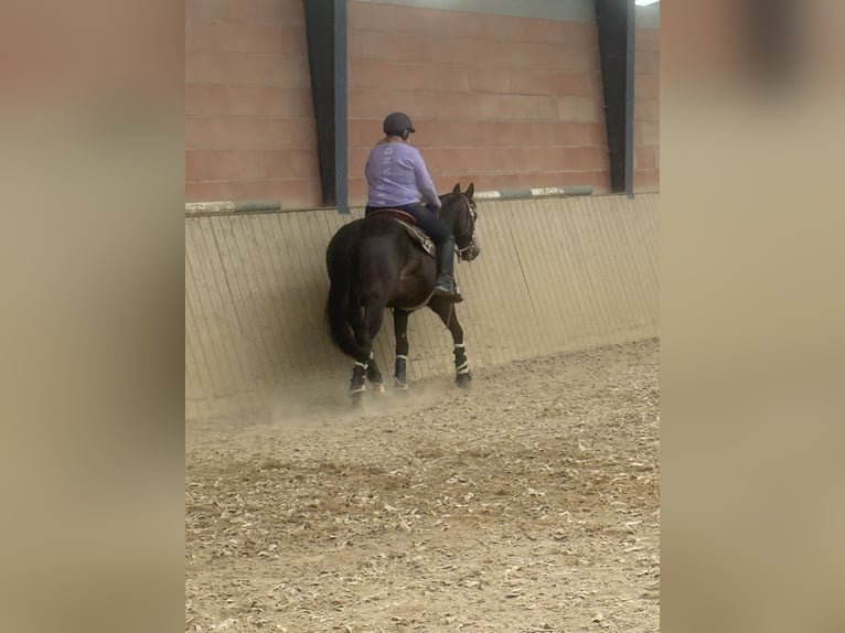 American Quarter Horse Hengst 13 Jahre 148 cm Dunkelbrauner in Delligsen