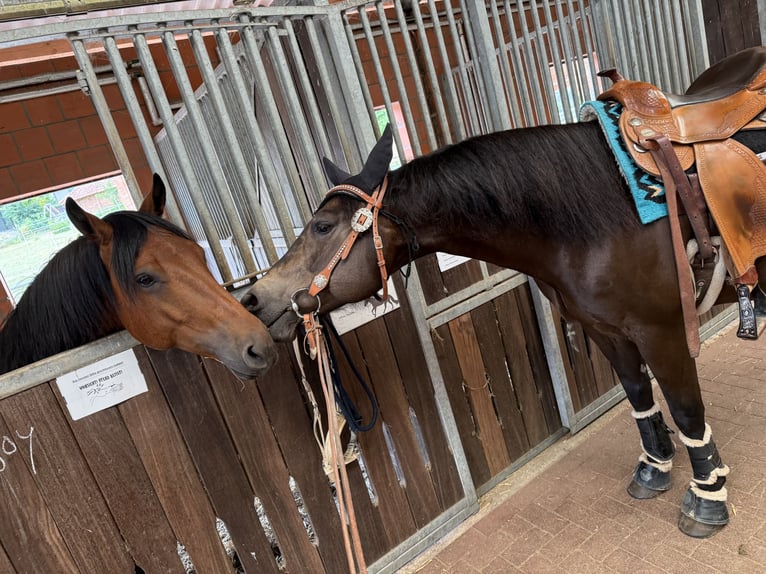 American Quarter Horse Hengst 13 Jahre 148 cm Dunkelbrauner in Delligsen