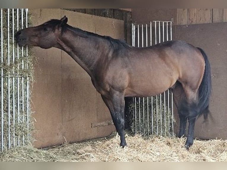 American Quarter Horse Hengst 14 Jaar 156 cm Bruin in Regen