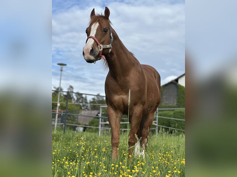 American Quarter Horse Hengst 14 Jahre 148 cm Rotbrauner in Sulzbach-Rosenberg