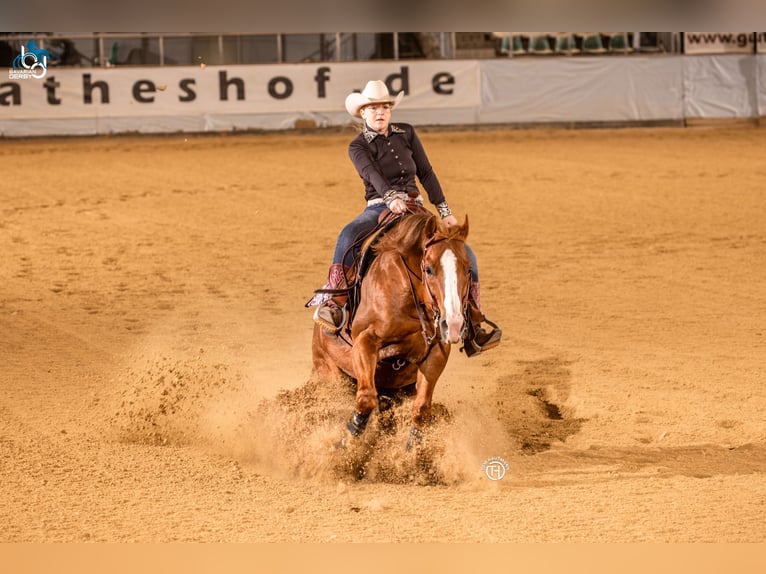 American Quarter Horse Hengst 14 Jahre 148 cm Rotbrauner in Sulzbach-Rosenberg