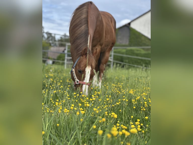 American Quarter Horse Hengst 14 Jahre 148 cm Rotbrauner in Sulzbach-Rosenberg