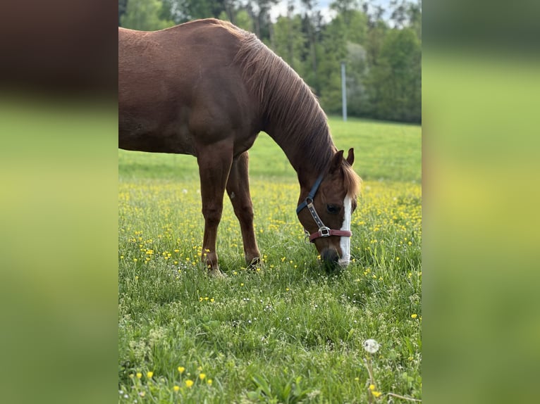 American Quarter Horse Hengst 14 Jahre 148 cm Rotbrauner in Sulzbach-Rosenberg