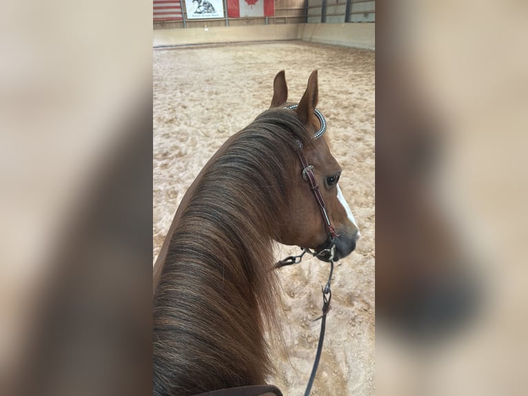 American Quarter Horse Hengst 14 Jahre 148 cm Rotbrauner in Sulzbach-Rosenberg