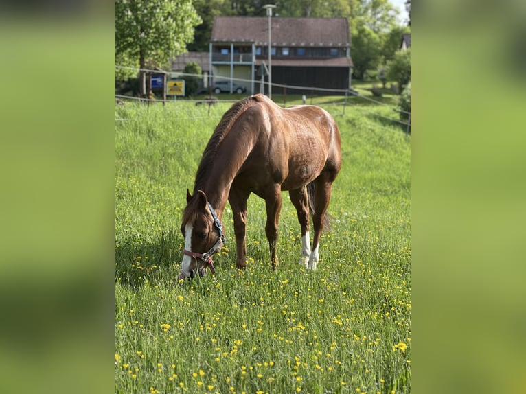American Quarter Horse Hengst 14 Jahre 148 cm Rotbrauner in Sulzbach-Rosenberg