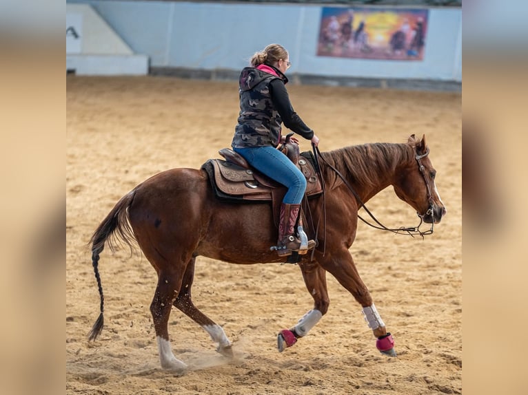 American Quarter Horse Hengst 14 Jahre 148 cm Rotbrauner in Sulzbach-Rosenberg
