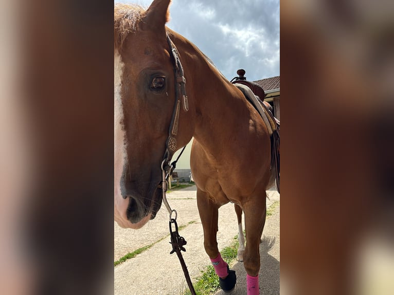 American Quarter Horse Hengst 14 Jahre 148 cm Rotbrauner in Sulzbach-Rosenberg