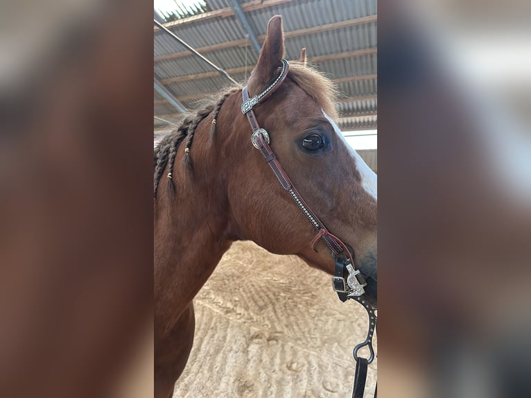 American Quarter Horse Hengst 14 Jahre 148 cm Rotbrauner in Sulzbach-Rosenberg