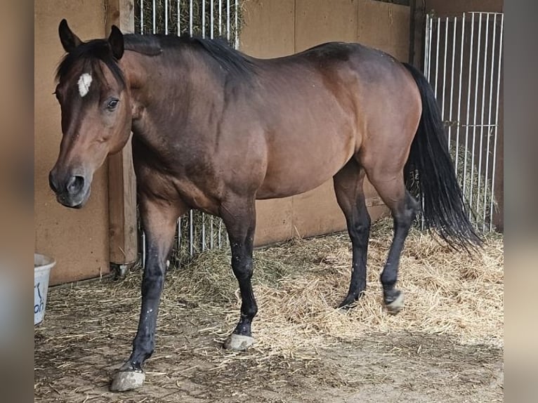 American Quarter Horse Hengst 14 Jahre 156 cm Brauner in Regen