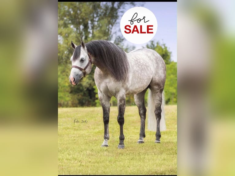 American Quarter Horse Hengst 16 Jaar Schimmel in Bellusco