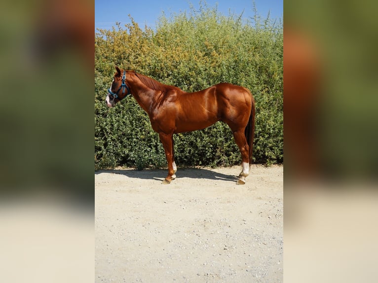 American Quarter Horse Hengst 16 Jahre 152 cm Dunkelfuchs in Corona