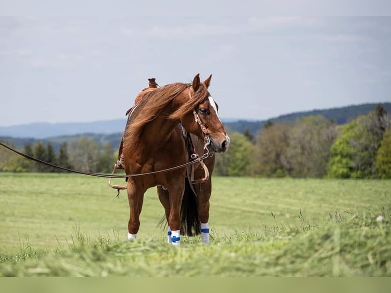 American Quarter Horse Hengst 16 Jahre 152 cm Fuchs in Kümmertshausen