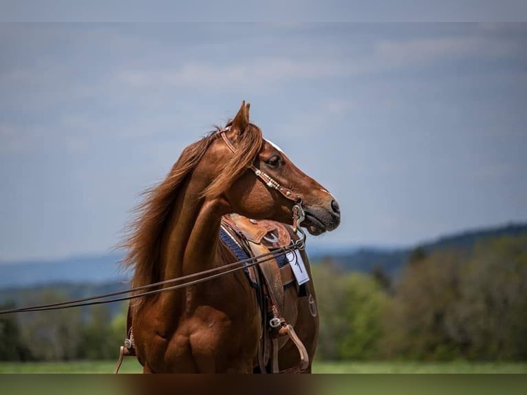 American Quarter Horse Hengst 16 Jahre 152 cm Fuchs in Kümmertshausen