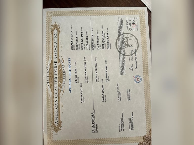 American Quarter Horse Hengst 17 Jaar 152 cm Donkere-vos in Corona