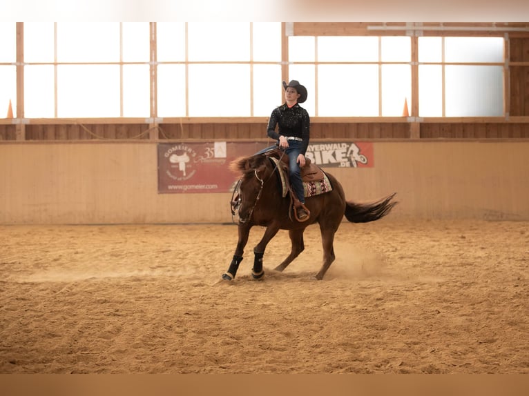 American Quarter Horse Hengst 17 Jahre Dunkelfuchs in Arnbruck