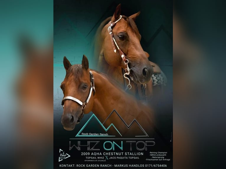 American Quarter Horse Hengst 17 Jahre Dunkelfuchs in Arnbruck